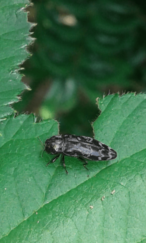 Coraebus rubi (Buprestidae)? S